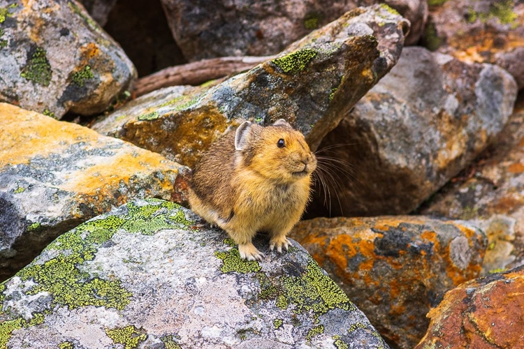 Picture of AMERICAN PIKA-OCHOTONA PRINCEPS-JASPER NATIONAL PARK-ALBERTA-CANADA