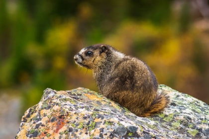 Picture of HOARY MARMOT-MARMOTA CALIGATA-JASPER NATIONAL PARK-ALBERTA-CANADA