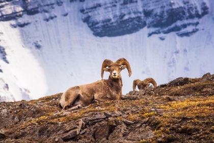Picture of BIGHORN RAMS ON WILCOX RIDGE UNDER MOUNT ATHABASCA-JASPER NATIONAL PARK-ALBERTA-CANADA