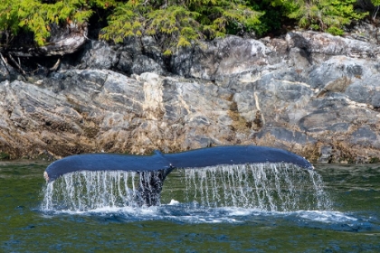 Picture of CANADA-BRITISH COLUMBIA-GREAT BEAR RAINFOREST HUMPBACK WHALE TAIL