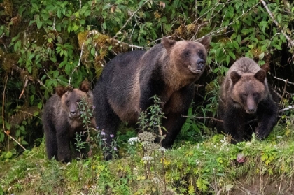 Picture of CANADA-BRITISH COLUMBIA-GREAT BEAR RAINFOREST KHUTZE INLET BROWN BEAR MOTHER AND CUBS