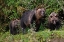 Picture of CANADA-BRITISH COLUMBIA-GREAT BEAR RAINFOREST KHUTZE INLET BROWN BEAR MOTHER AND CUBS