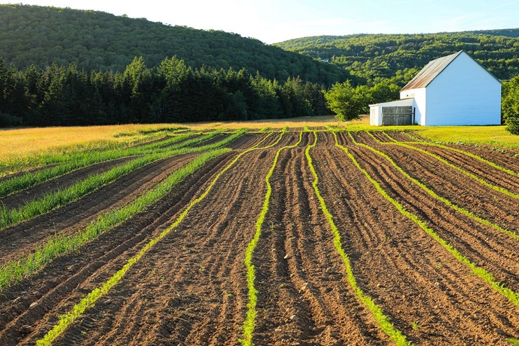 Picture of CANADA-NOVA SCOTIA-CAPE BRETON-MILLER FARM-MARGAREE