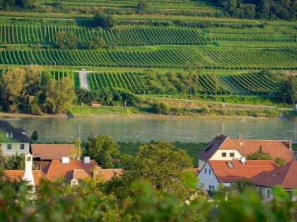 Picture of VIEW OVER HISTORIC VILLAGE SPIT-HOFARNSDORF-UNESCO WORLD HERITAGE SITE-LOWER AUSTRIA