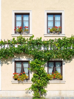 Picture of HISTORIC VILLAGE UNTERLOIBEN LOCATED IN WINE-GROWING AREA-UNESCO WORLD HERITAGE SITE-LOWER AUSTRIA