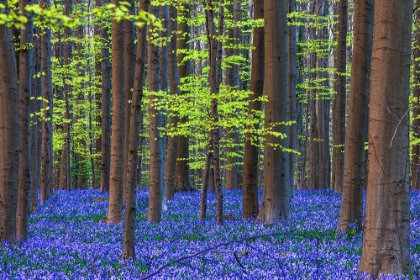 Picture of EUROPE-BELGIUM-HALLERBOS FOREST WITH BLOOMING BLUEBELLS