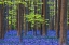 Picture of EUROPE-BELGIUM-HALLERBOS FOREST WITH BLOOMING BLUEBELLS