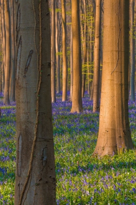 Picture of EUROPE-BELGIUM-HALLERBOS FOREST WITH BLOOMING BLUEBELLS