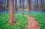 Picture of EUROPE-BELGIUM-HALLERBOS FOREST WITH BLOOMING BLUEBELLS