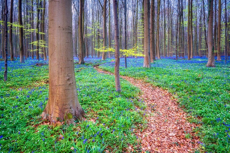 Picture of EUROPE-BELGIUM-HALLERBOS FOREST WITH BLOOMING BLUEBELLS