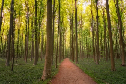 Picture of EUROPE-BELGIUM-PATH IN HALLERBOS FOREST