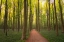 Picture of EUROPE-BELGIUM-PATH IN HALLERBOS FOREST