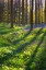 Picture of EUROPE-BELGIUM-HALLERBOS FOREST WITH BLOOMING BLUEBELLS