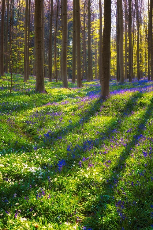 Picture of EUROPE-BELGIUM-HALLERBOS FOREST WITH BLOOMING BLUEBELLS