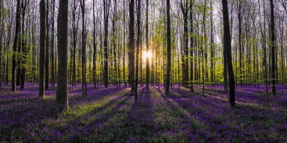 Picture of EUROPE-BELGIUM-SUNRISE ON HALLERBOS FOREST WITH BLOOMING BLUEBELLS