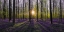 Picture of EUROPE-BELGIUM-SUNRISE ON HALLERBOS FOREST WITH BLOOMING BLUEBELLS