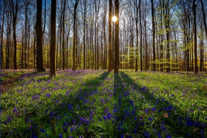 Picture of EUROPE-BELGIUM-HALLERBOS FOREST WITH BLOOMING BLUEBELLS