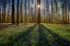 Picture of EUROPE-BELGIUM-HALLERBOS FOREST WITH BLOOMING BLUEBELLS
