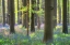 Picture of EUROPE-BELGIUM-HALLERBOS FOREST WITH BLOOMING BLUEBELLS