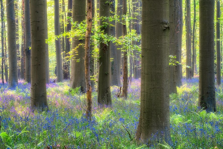 Picture of EUROPE-BELGIUM-HALLERBOS FOREST WITH BLOOMING BLUEBELLS