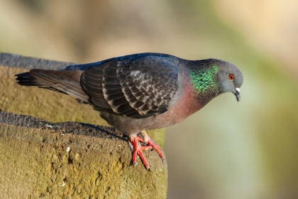 Picture of PIGEON PERCHED ON A STONE WALL