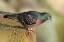 Picture of PIGEON PERCHED ON A STONE WALL