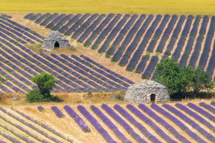 Picture of EUROPE-FRANCE-PROVENCE-LAVENDER FIELD AND STONE HUTS IN SAULT PLATEAU