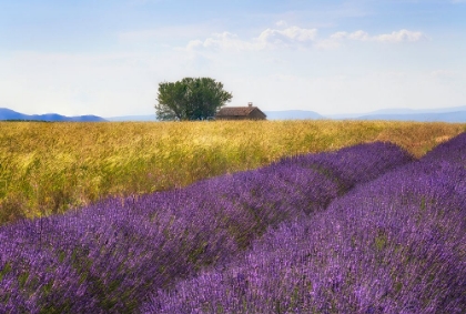 Picture of EUROPE-FRANCE-PROVENCE-VALENSOLE PLATEAU-LAVENDER AND WHEAT CROPS WITH TREE AND HOUSE
