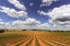 Picture of EUROPE-FRANCE-PROVENCE-VALENSOLE PLATEAU-HARVESTED LAVENDER FIELDS
