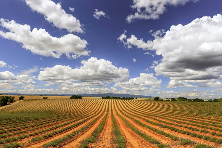 Picture of EUROPE-FRANCE-PROVENCE-VALENSOLE PLATEAU-HARVESTED LAVENDER FIELDS