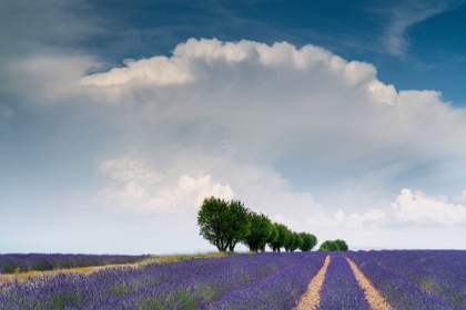 Picture of EUROPE-FRANCE-PROVENCE-VALENSOLE PLATEAU-CLOUDS OVER ROWS OF LAVENDER AND TREES