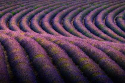Picture of EUROPE-FRANCE-PROVENCE-VALENSOLE PLATEAU-ROWS OF RIPE LAVENDER