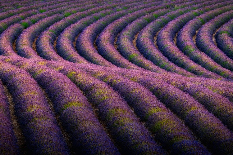 Picture of EUROPE-FRANCE-PROVENCE-VALENSOLE PLATEAU-ROWS OF RIPE LAVENDER