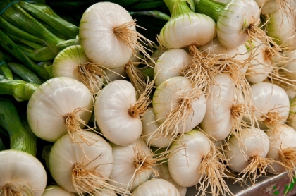 Picture of TENDER GREEN ONIONS ARE PERFECTION AT THIS FARMERS MARKET IN THE FRENCH VILLAGE OF LOUHANS