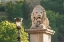 Picture of HUNGARY-BUDAPEST-LION SCULPTURE ON THE SZECHENYI CHAIN BRIDGE