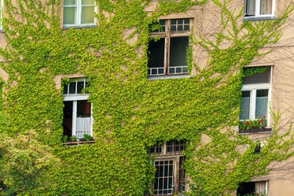 Picture of IVY COVERED WALL OF BUILDING
