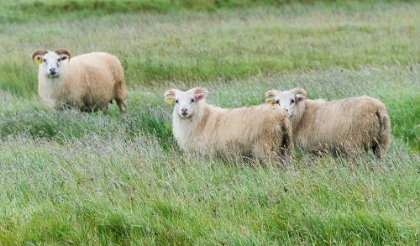 Picture of SHEEP ON THE MEADOW-ICELAND