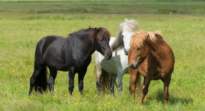 Picture of HORSES ON THE RANCH-SOUTH ICELAND