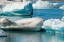 Picture of ICEBERGS IN JOKULSARLON GLACIAL LAGOON-ICELAND