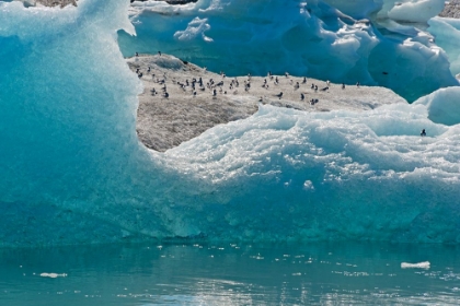 Picture of BIRDS ON ICEBERGS IN JOKULSARLON GLACIAL LAGOON-ICELAND