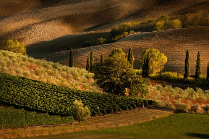 Picture of AFTERNOON LIGHT ON VINEYARD AND OLIVE TREES-TUSCANY REGION OF ITALY