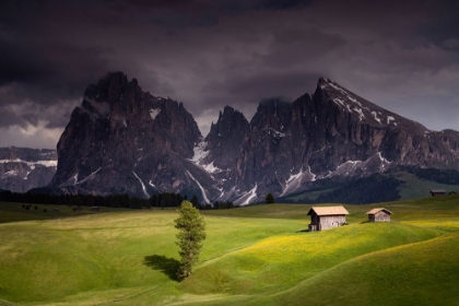 Picture of EUROPE-ITALY-SOUTH TIROL-ALPINE MEADOWS WITH THE SASSO LUNGO AND SASSO PIATTO MOUNTAINS
