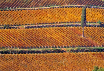 Picture of EUROPE-ITALY-TUSCANY-VINEYARD IN FALL COLOR AND CYPRESS TREE