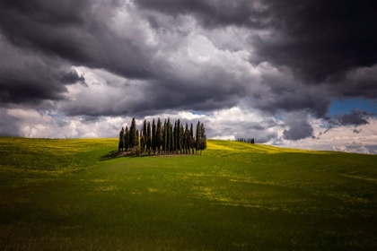 Picture of EUROPE-ITALY-TUSCANY-VAL D ORCIA-CYPRESS GROVE AND FARMLAND