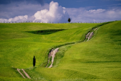 Picture of EUROPE-ITALY-TUSCANY-VAL D ORCIA-CYPRESS TREE AND WINDING ROAD IN FARMLAND HILLS