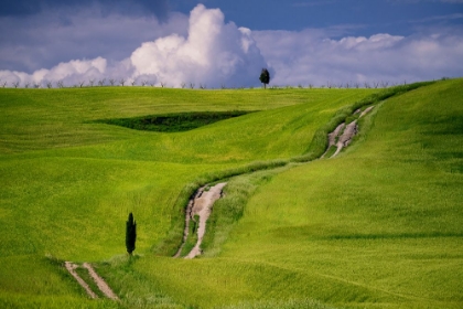 Picture of EUROPE-ITALY-TUSCANY-VAL D ORCIA-CYPRESS TREE AND WINDING ROAD IN FARMLAND HILLS