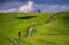 Picture of EUROPE-ITALY-TUSCANY-VAL D ORCIA-CYPRESS TREE AND WINDING ROAD IN FARMLAND HILLS