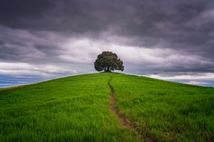 Picture of EUROPE-ITALY-TUSCANY-VAL D ORCIA-TRAIL TO LONE TREE IN FARMLAND