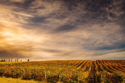 Picture of ITALY-VINEYARD