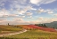 Picture of ITALY-TUSCANY-VINEYARD